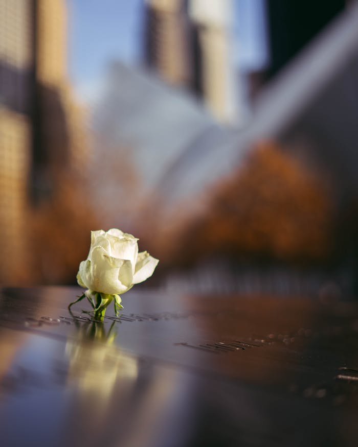 about-us-01 A poignant white rose placed on the 9/11 Memorial in New York City, capturing remembrance and reflection.